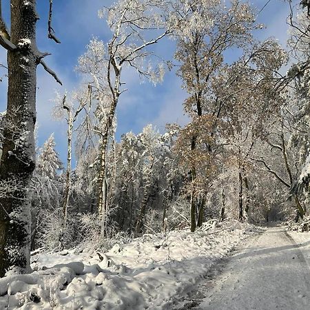 Haus Astenblick In Winterberg Fuer Bis Zu 35 Personen Fuer Wanderveranstaltungen Und Familienfeiern エクステリア 写真