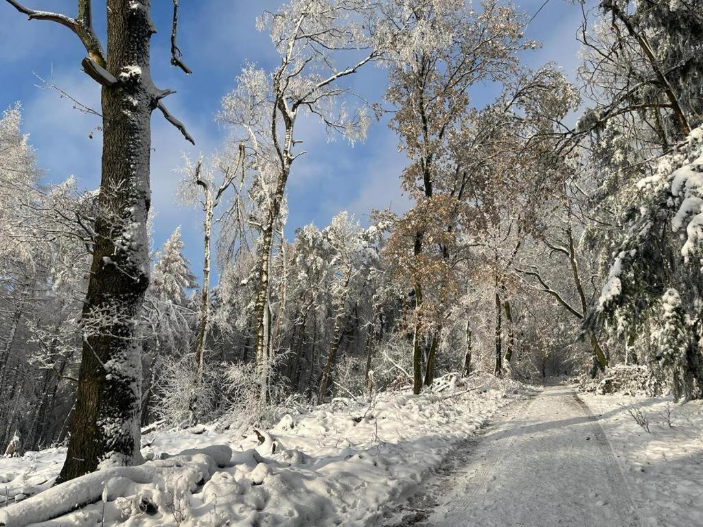 Haus Astenblick In Winterberg Fuer Bis Zu 35 Personen Fuer Wanderveranstaltungen Und Familienfeiern エクステリア 写真
